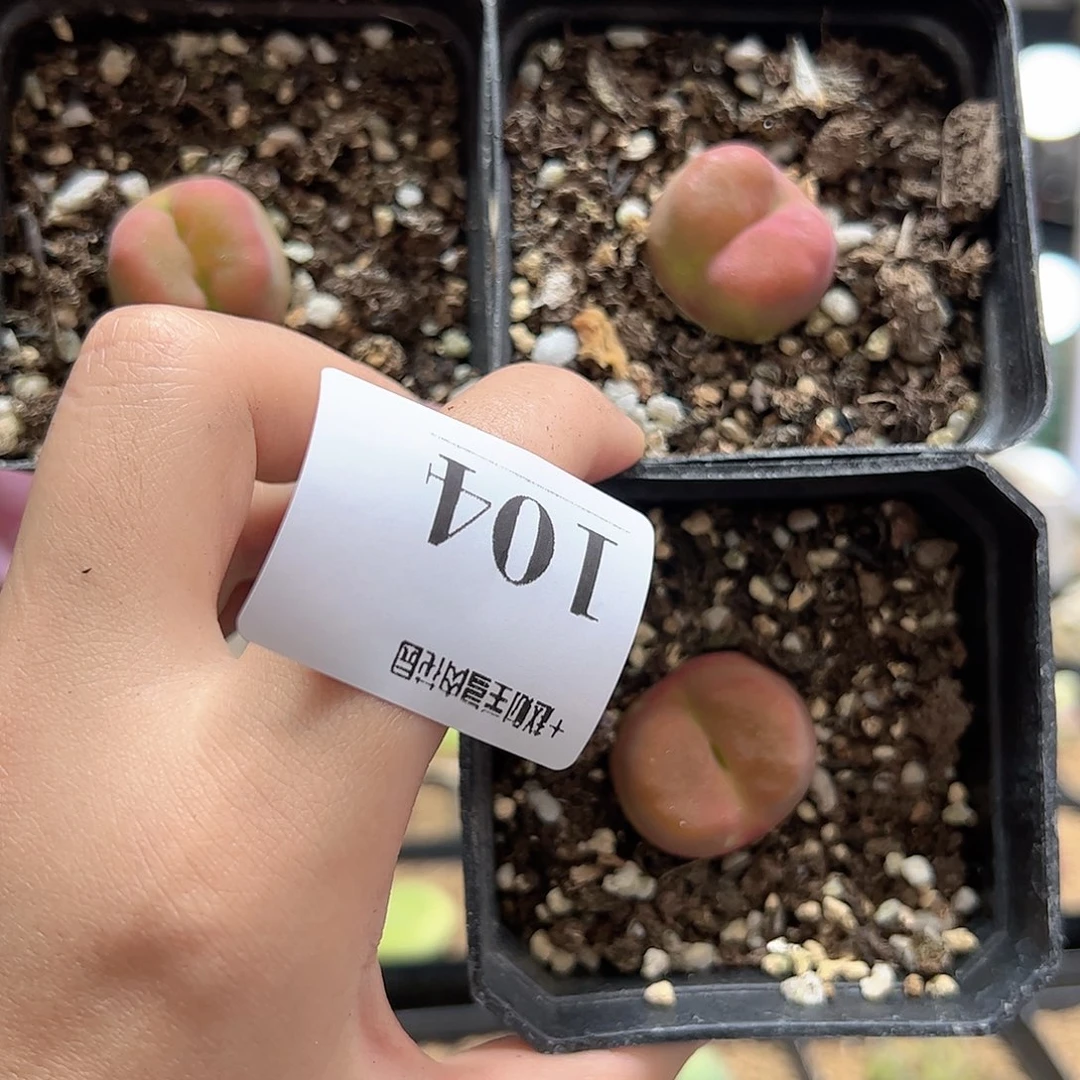 【闪购商品】听****。104 一起