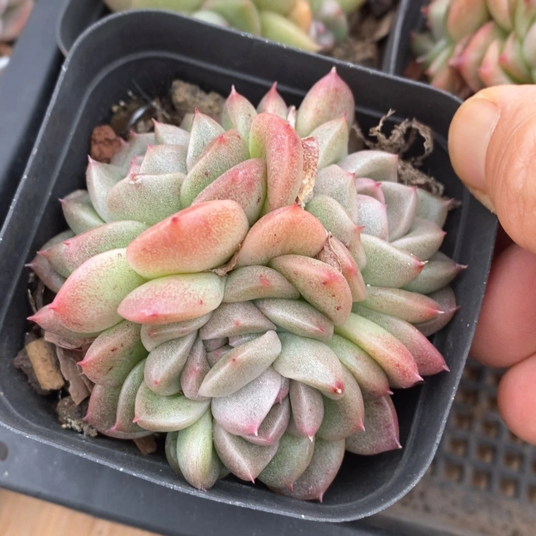 精品多肉一物一拍不包整194