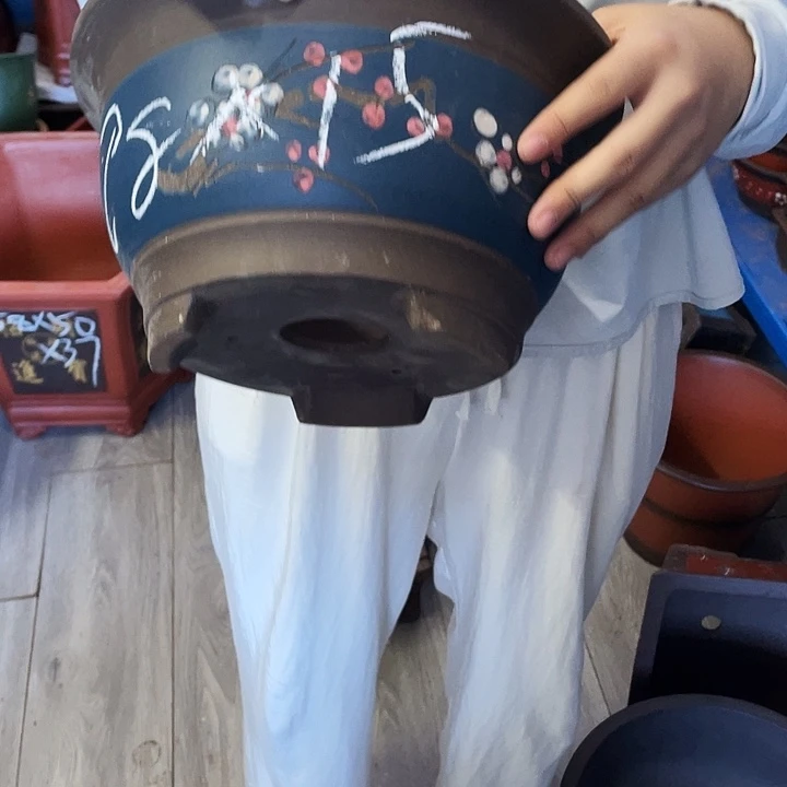 蓝富贵点菜大花盆花盆