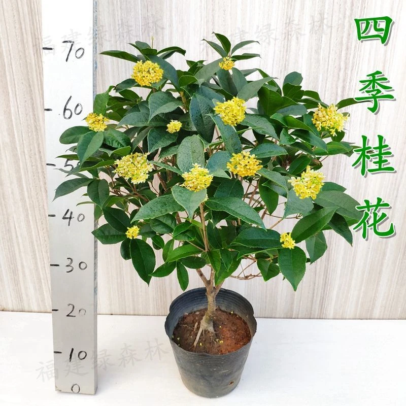 四季桂花树苗盆栽浓香型室内外浓香型植物阳台庭院四季开花植物