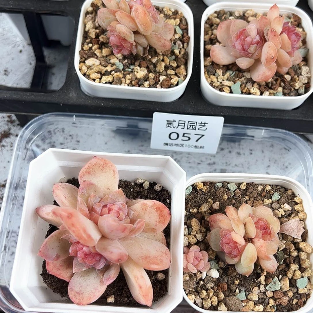 果**?贰月园艺一物一拍057