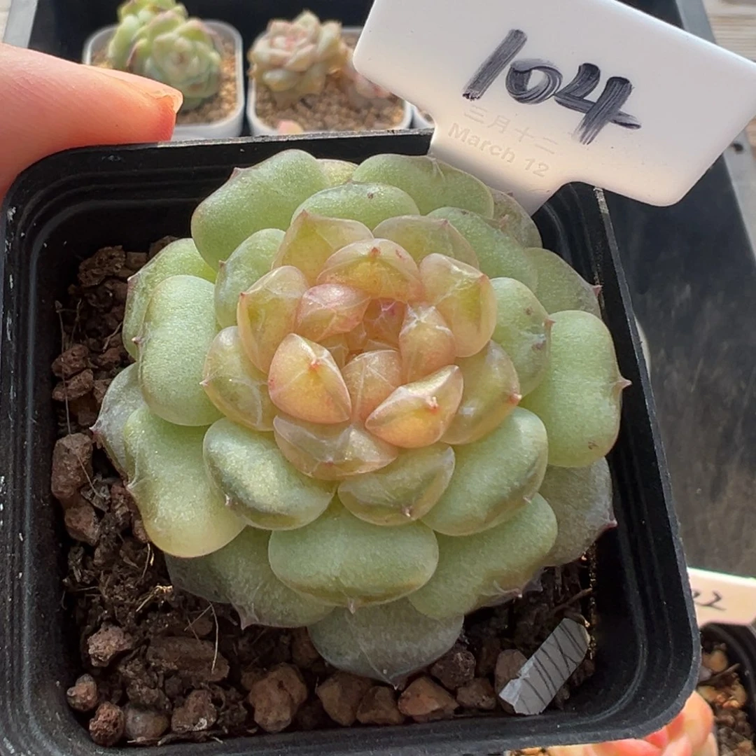 104号风花雪月系列流萤