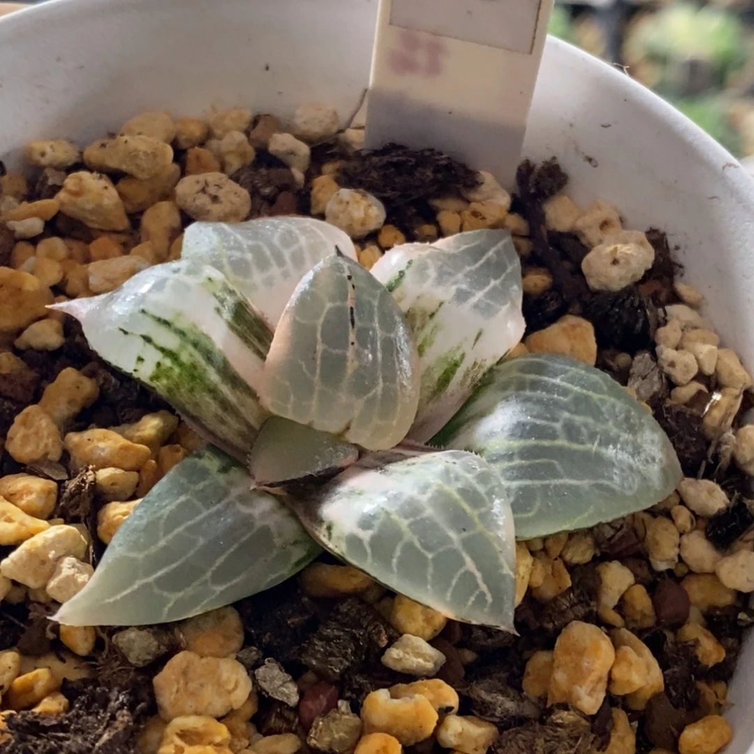 418号玻璃康平锦多肉