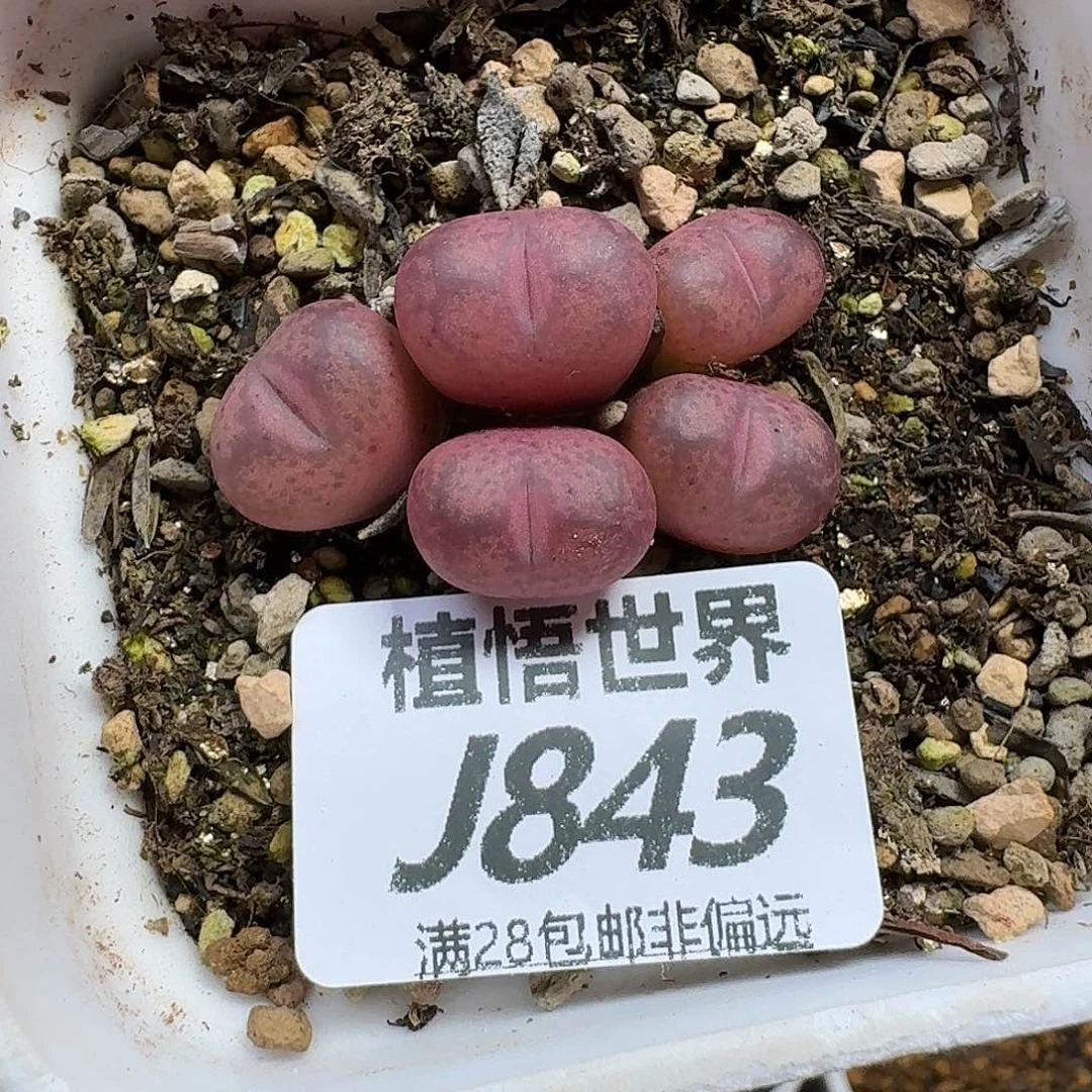 ****️多肉植物的润泽fgb