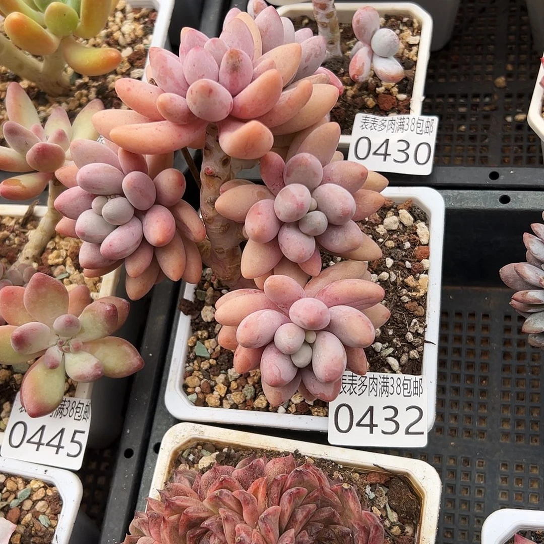 ****'多肉＿物一拍植物0432