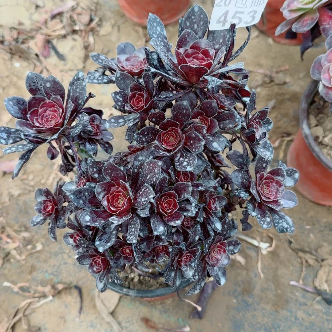 黑圆叶丛林453满20包邮断枝不包