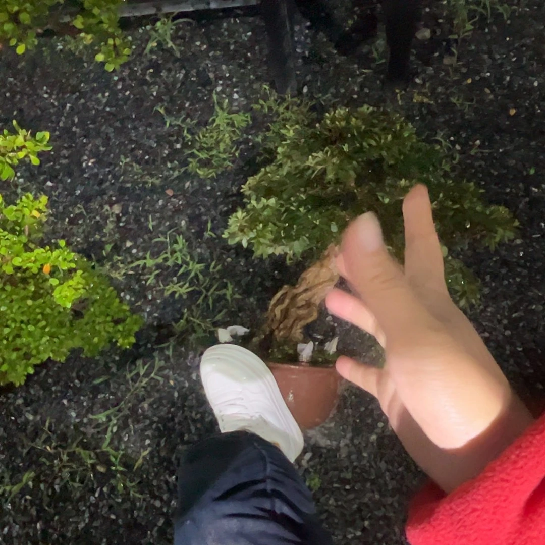 无花朵杂木盆景杜鹃