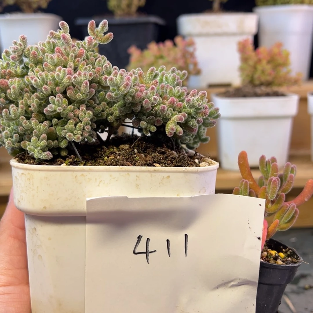 大冰晶琉璃组411➕小惊喜