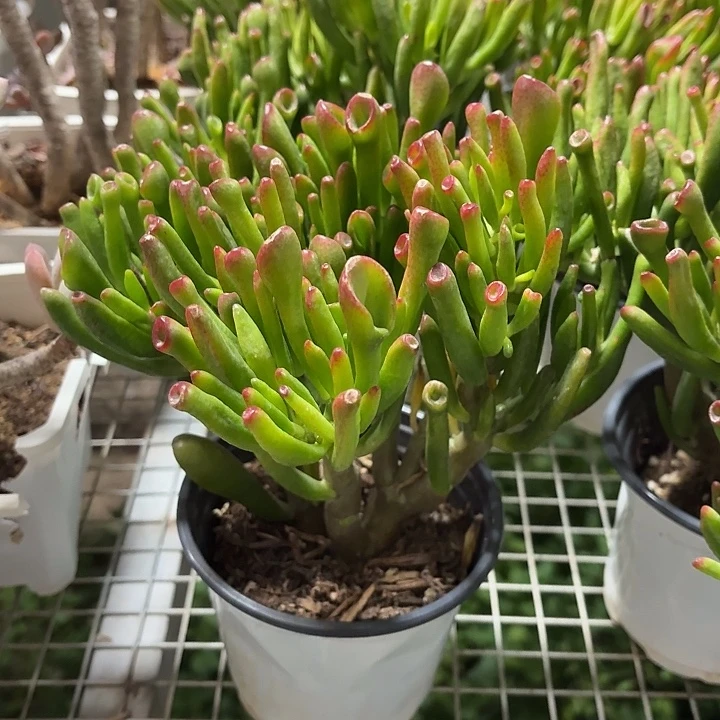 吸财树老桩冠幅15㎝左右