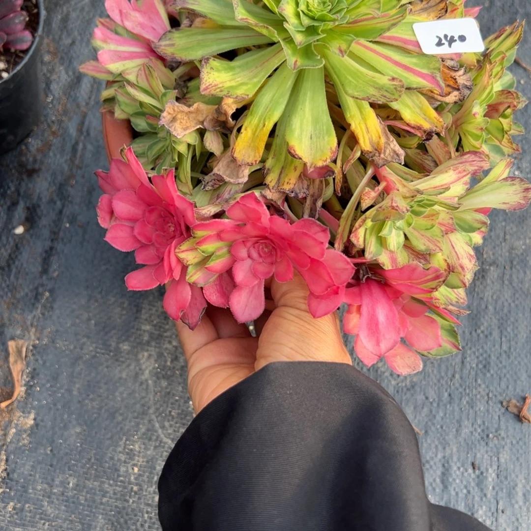 240知否无根多肉多肉多肉