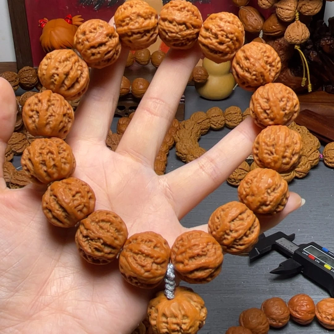 核桃鬼*京八棱粗筋珊瑚