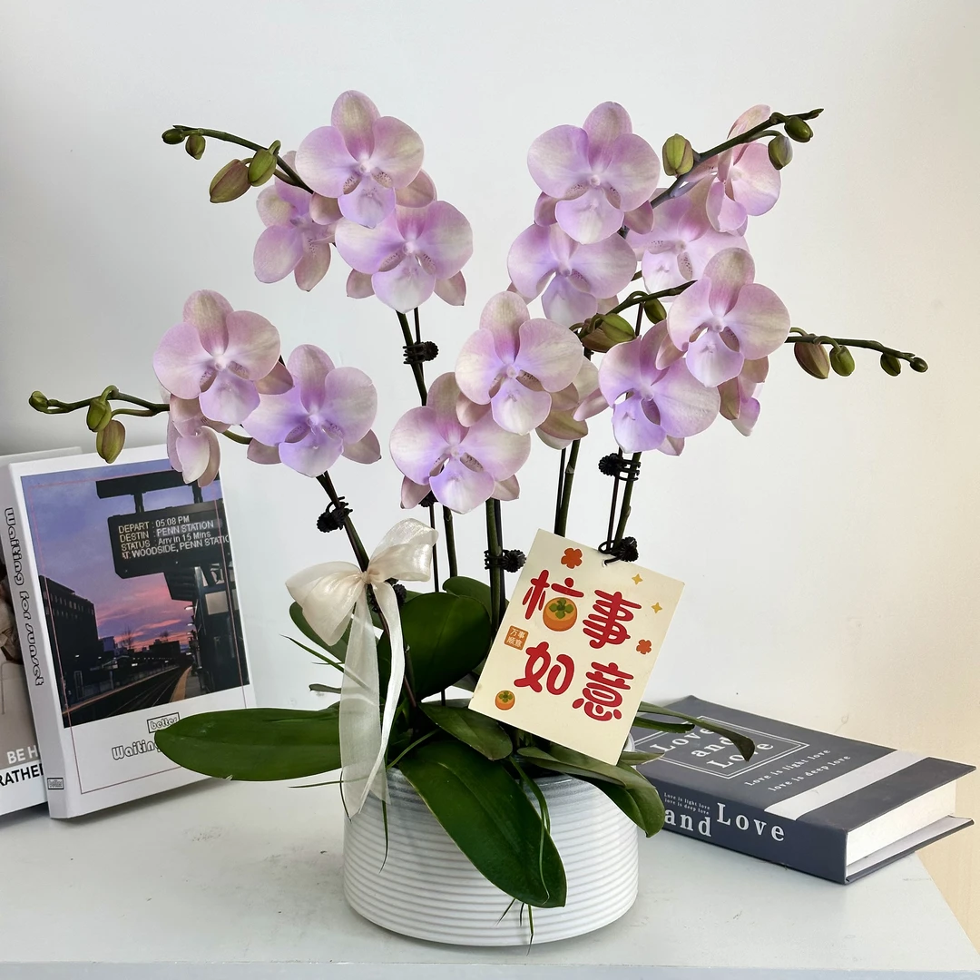 妗画【威尼斯】蝴蝶兰鲜花精致组盆 开花株 室内绿植 养兰基地直发