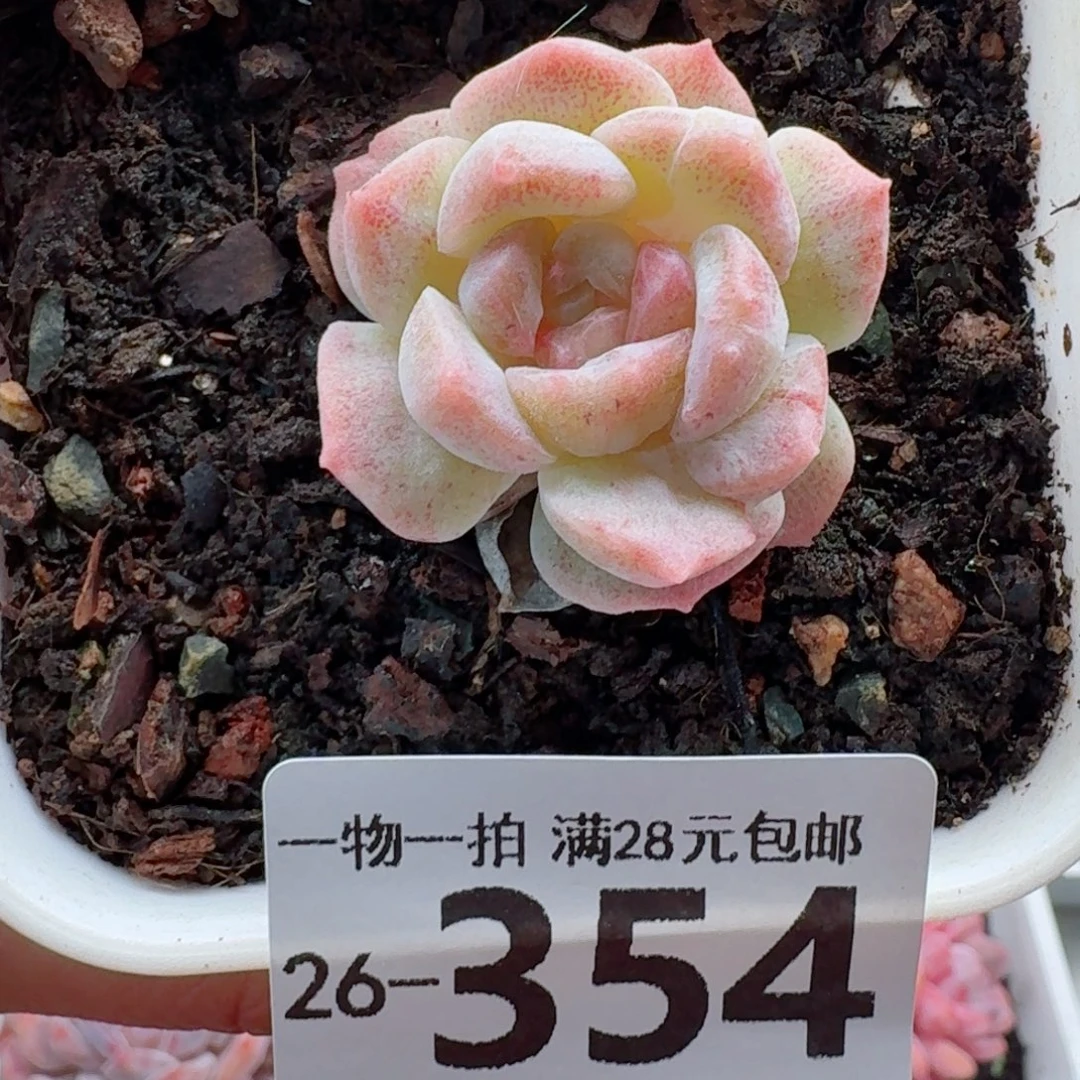 石化梦幻泡影无盆土发货无盆土发货无