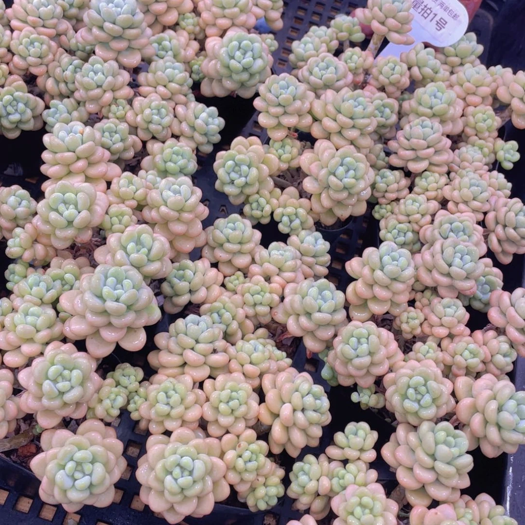 量拍1号 洛可可大群生高腿6头起一个