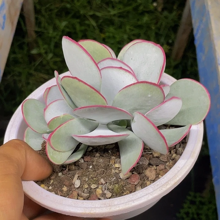 白眉一物一拍哦哦