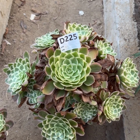 多肉植物孔雀翎捧花