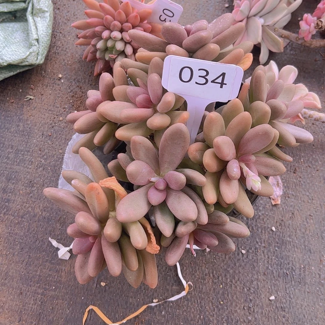 J****姐034烟火68。。。。