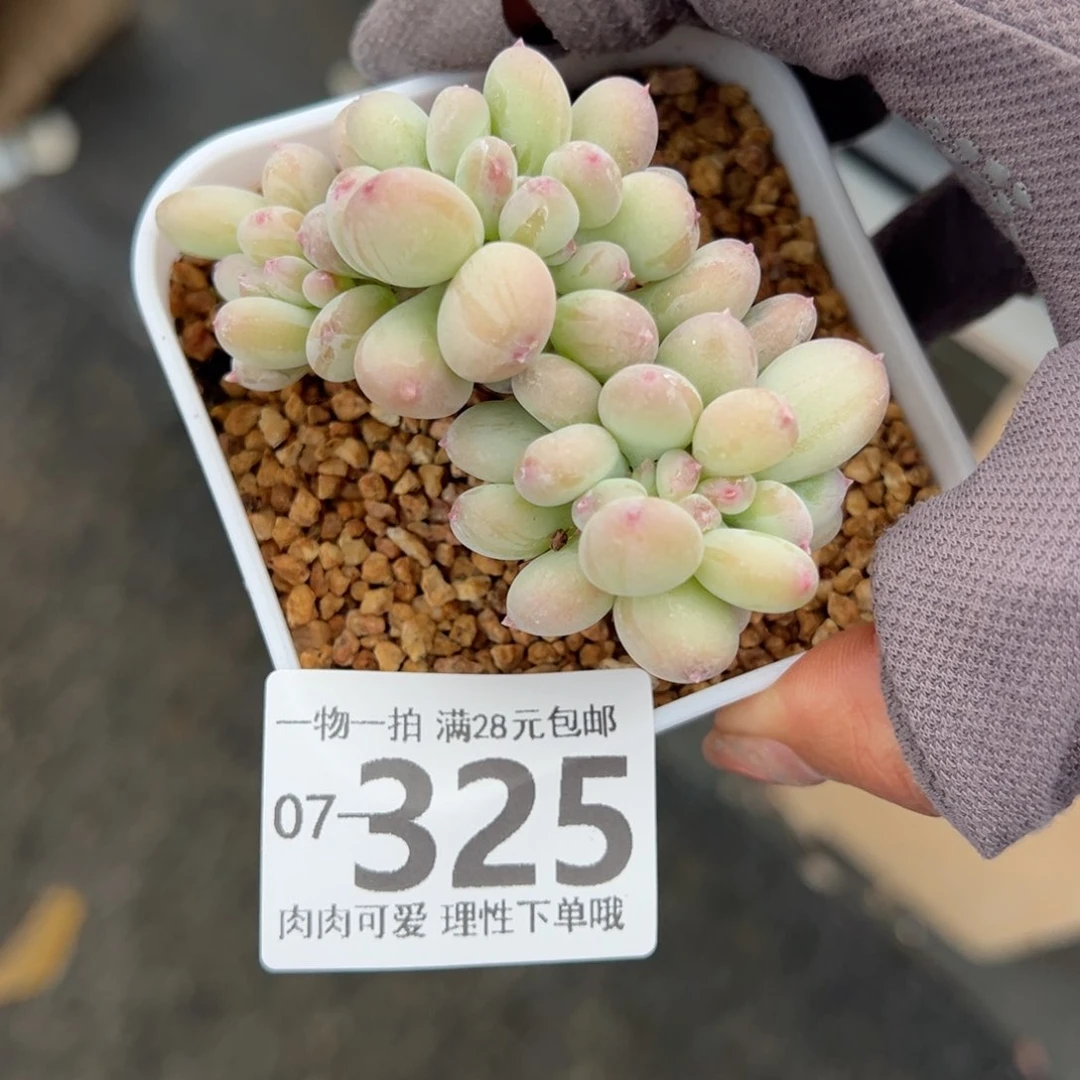 三日月美人缀化多肉多肉多肉多肉