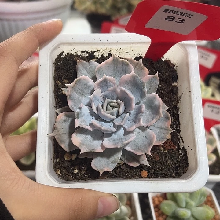 83号丽娜莲锦多肉植物
