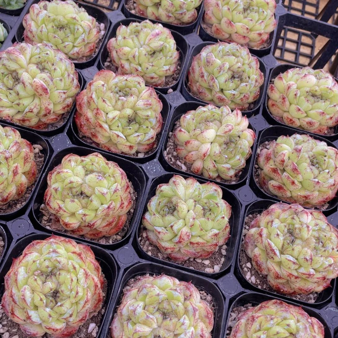 1253号 丸叶黑森林双花心一个