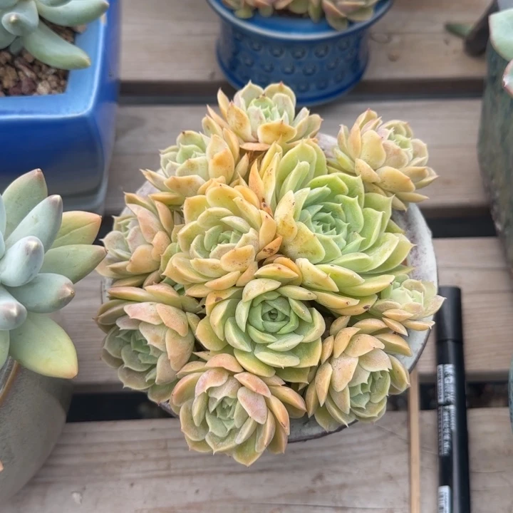 昂斯诺老桩多肉五十包邮