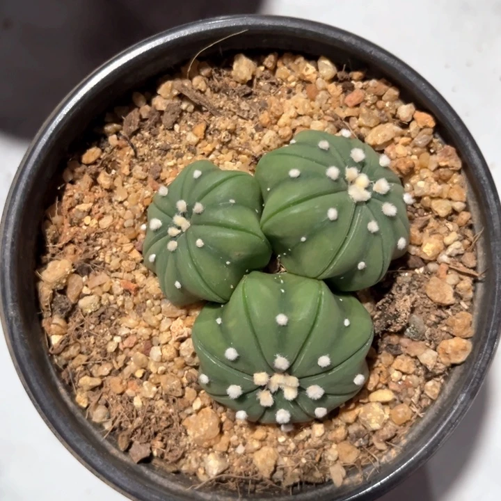 海星兜一物一拍实生兜4.9