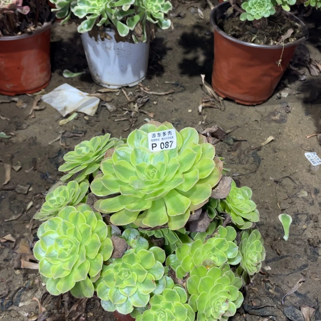 087雨荷多肉法师断枝不包