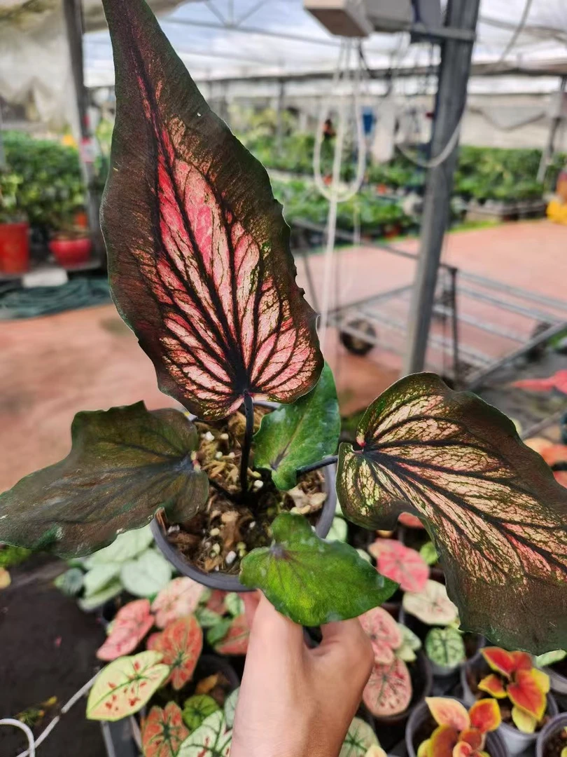 花都优选 彩叶芋 （彩蝶）