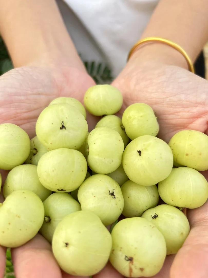 油柑潮汕油甘果崩坎特产丙甜柿饼甜种余甘子奶茶店用当季新鲜大果