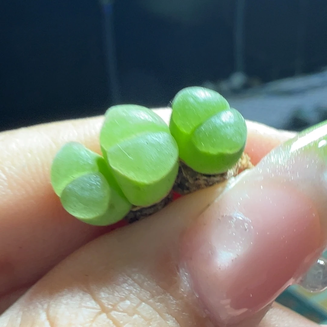 妮*塔绿灯杂多肉多肉