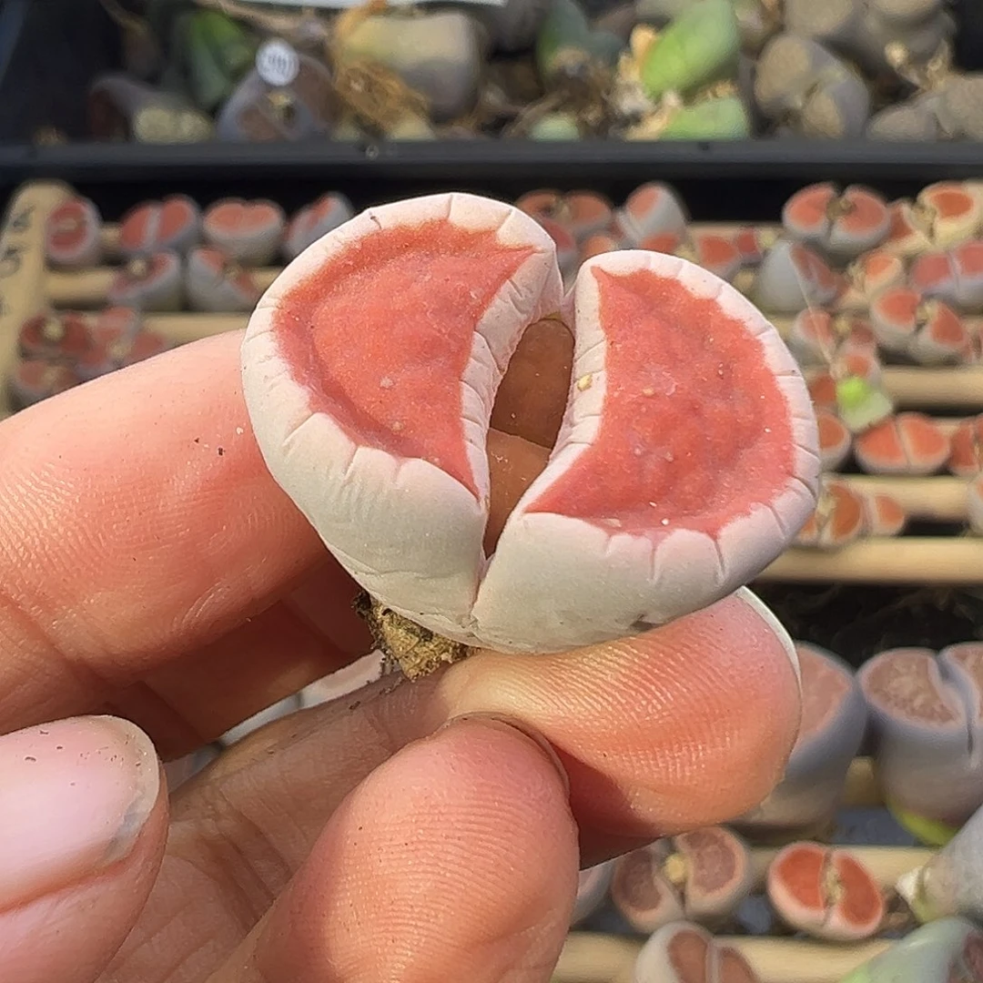 1559这就是选拔的意义