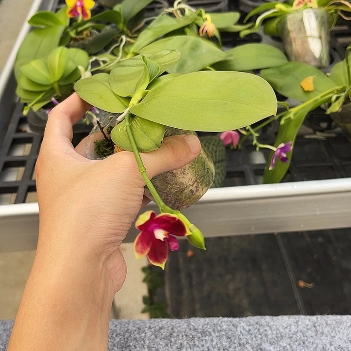 大部分花苞少量开放