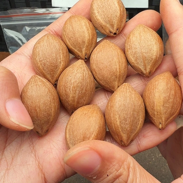 手串/手链核桃橄榄