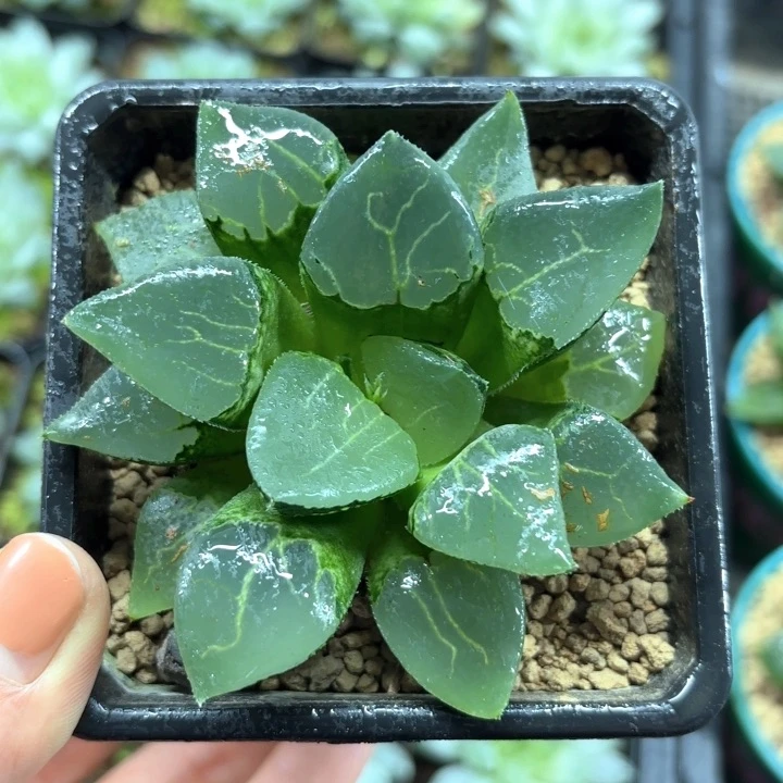 池田玻璃克多肉植物