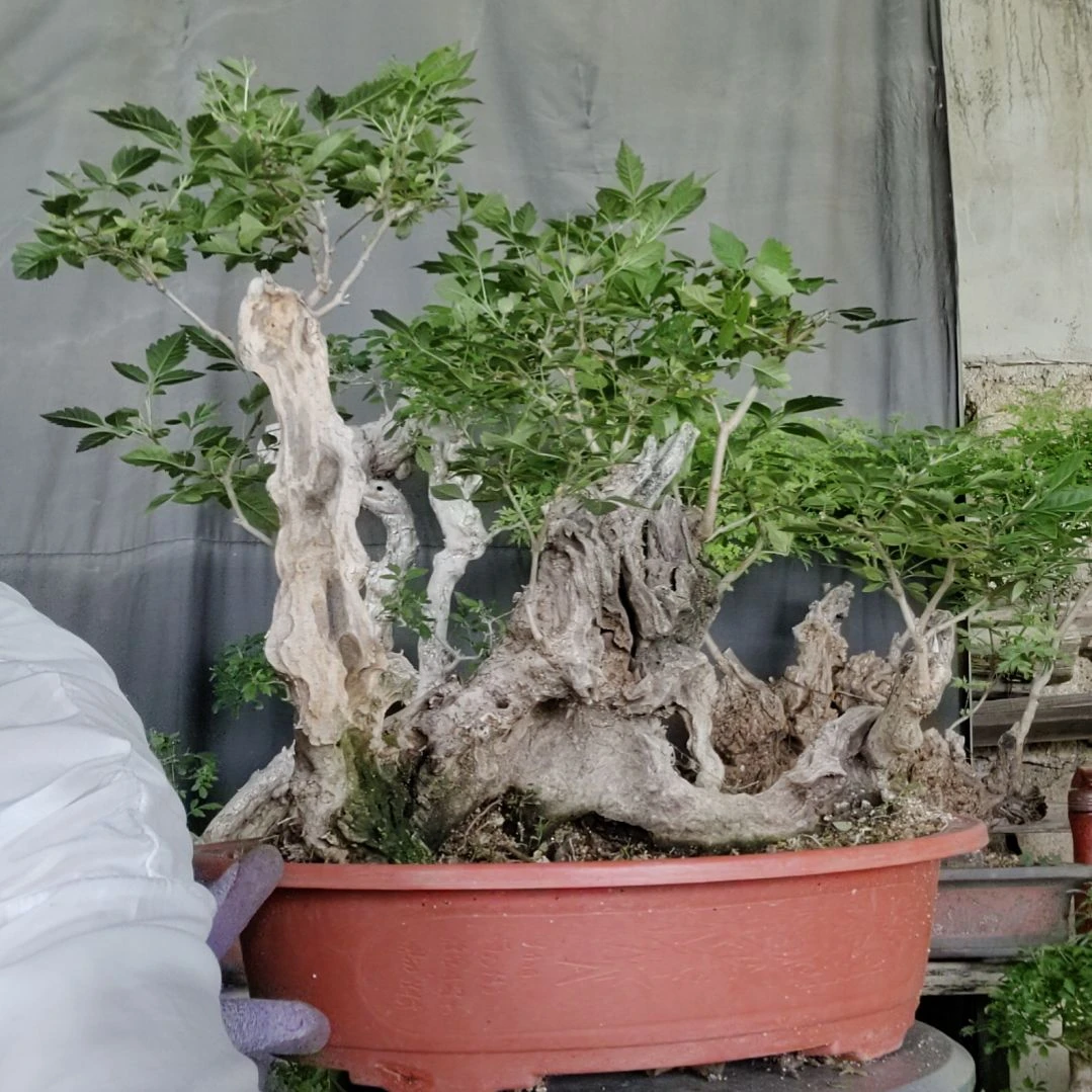 范***学无花朵脱盆脱土发货