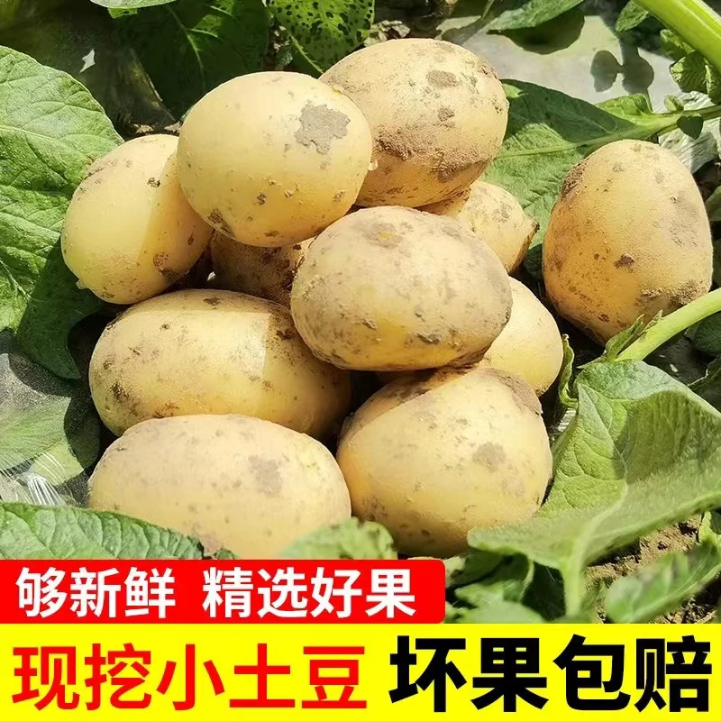 恩施小土豆新鲜马铃薯农家黄心洋芋现挖蔬菜马铃薯恩施马尔科洋芋