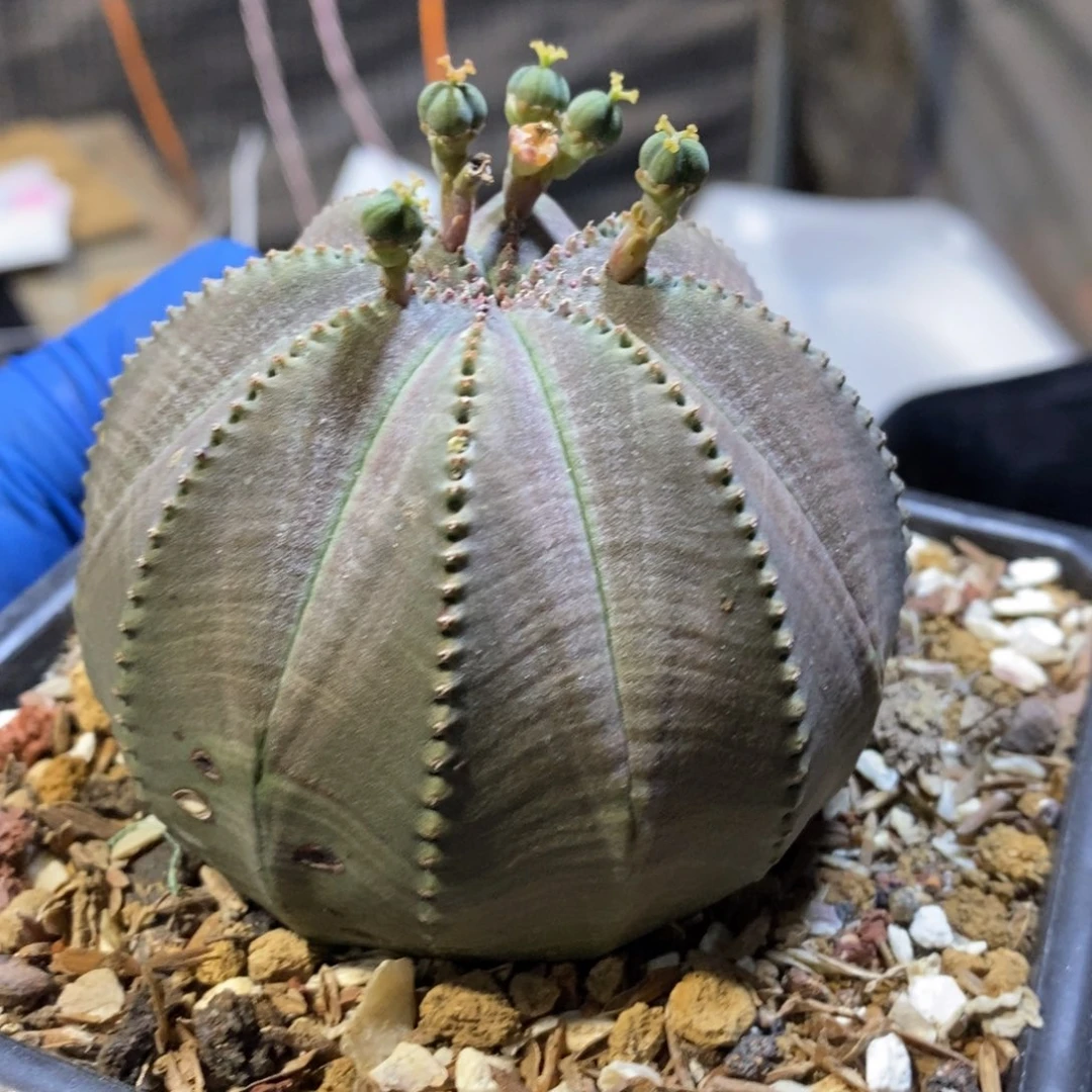 实生8年多布纹球品相自观如图