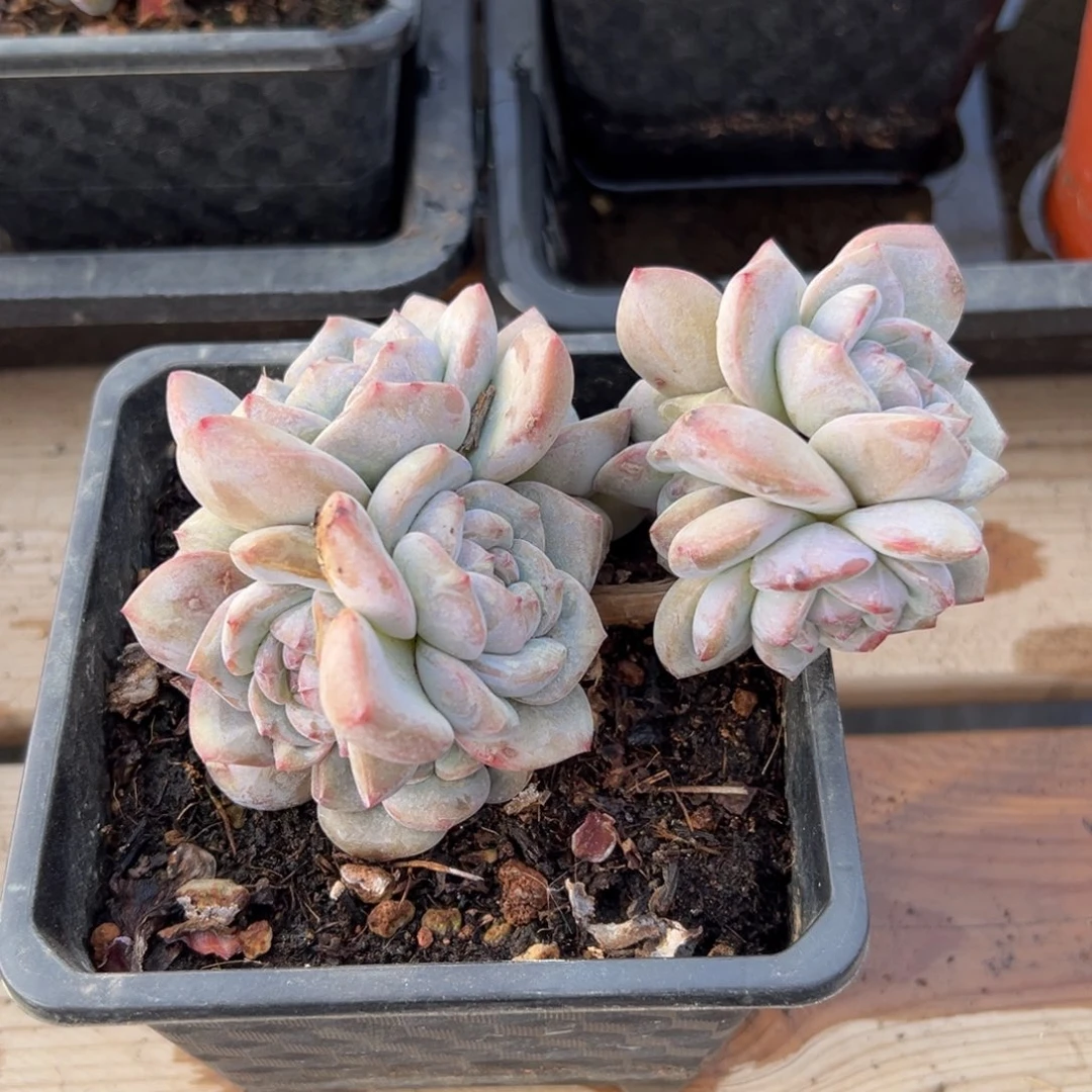 彩***喽新年快乐 新年快乐