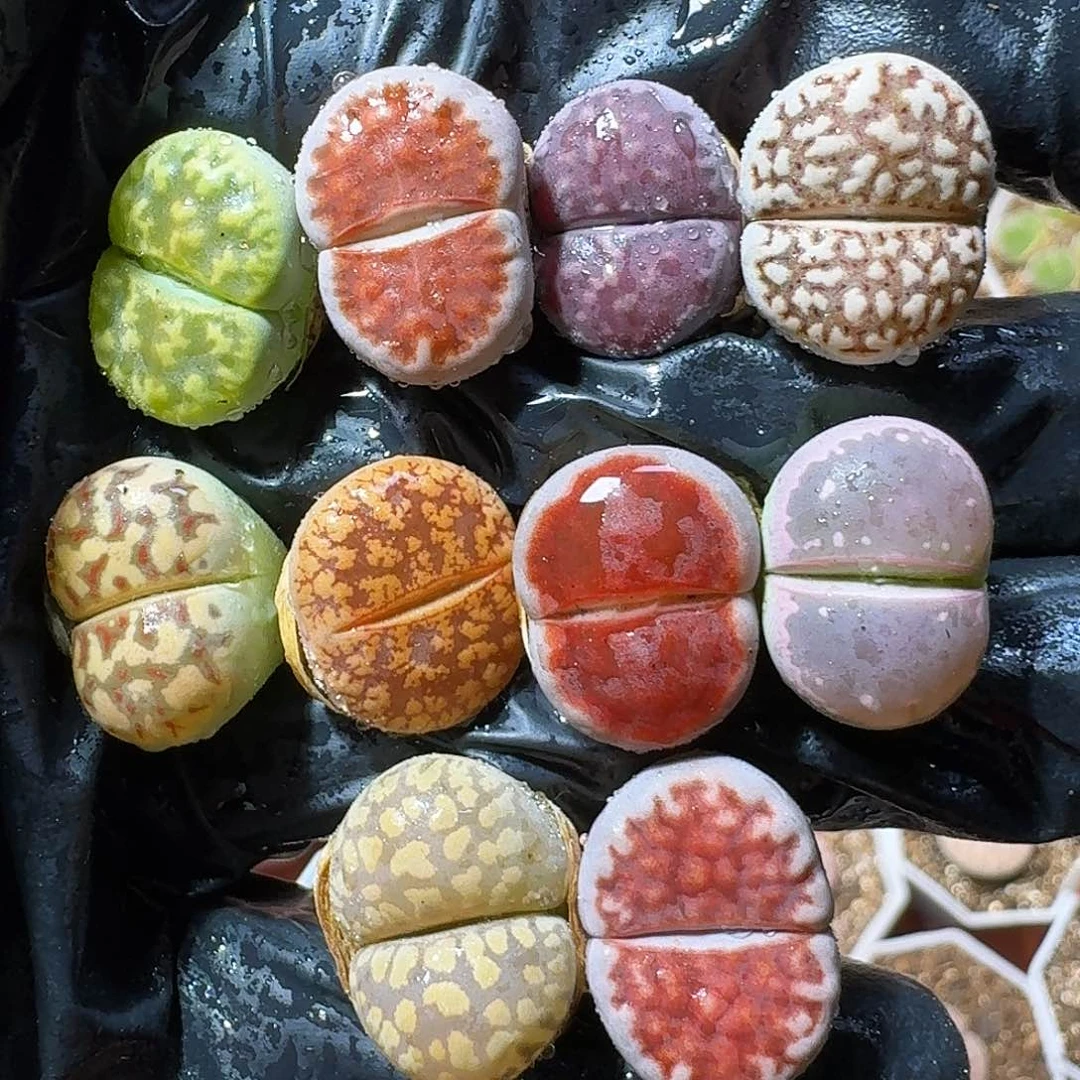 生石花的季节12122121。   213