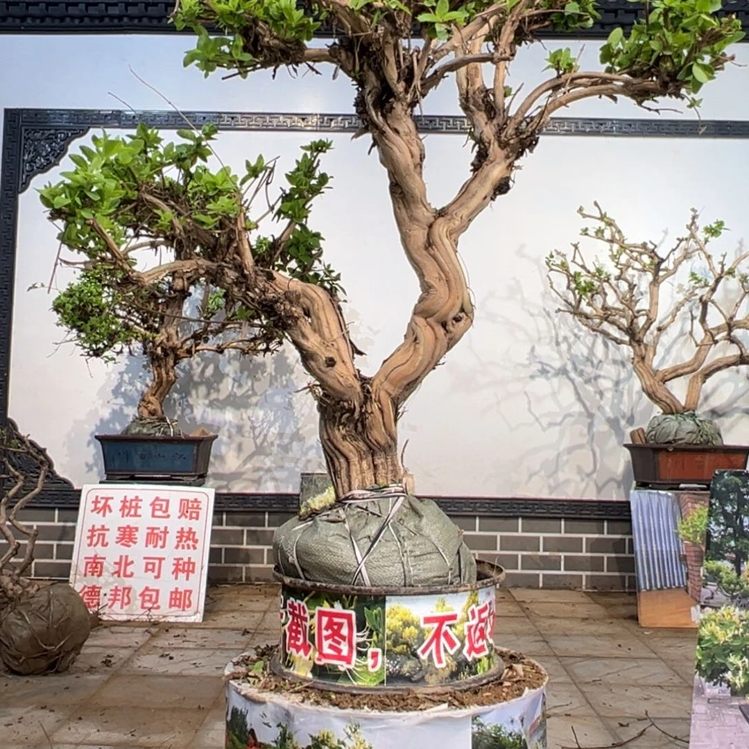 无花朵金银花88888