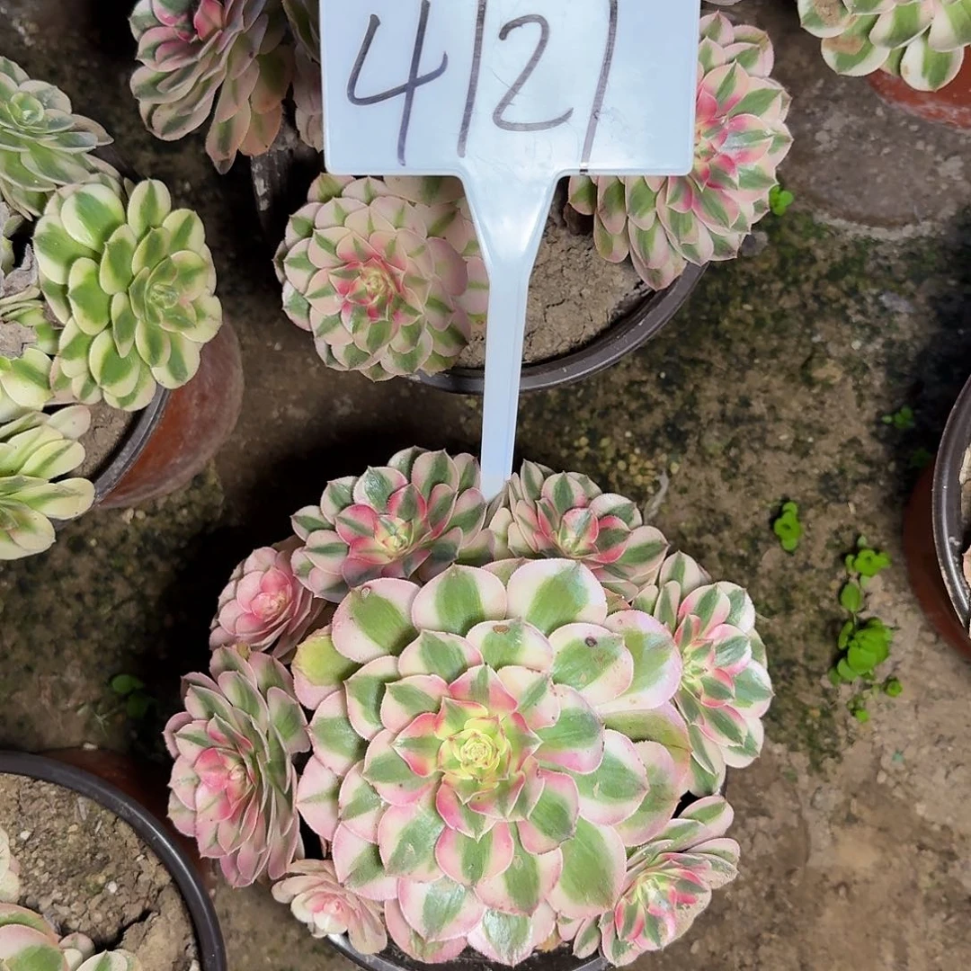 4121倾城多肉法师