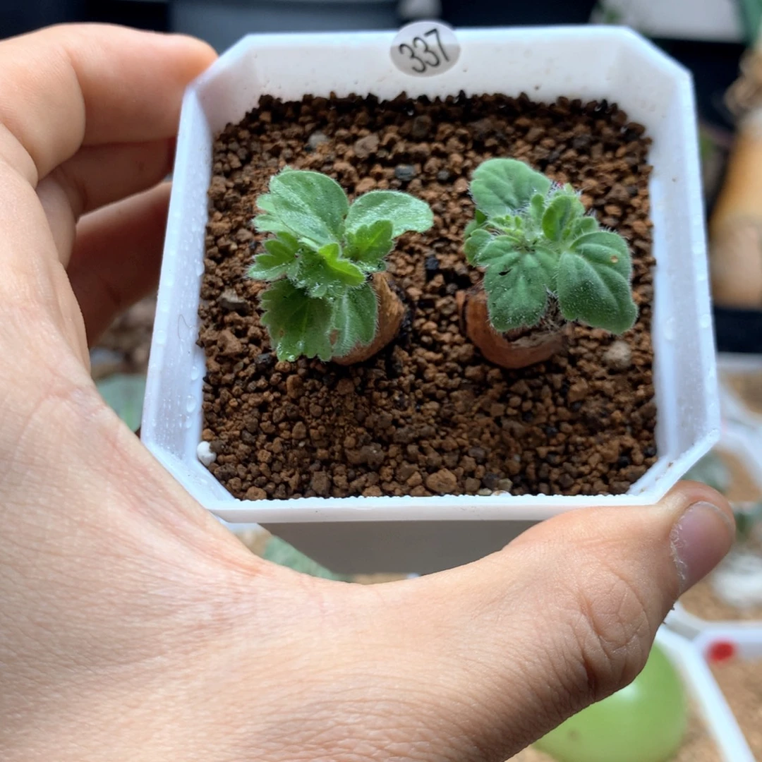 文纳森杨葵母本带盆