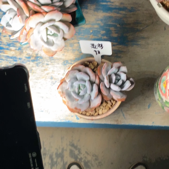 奶茶双头老桩多肉发货