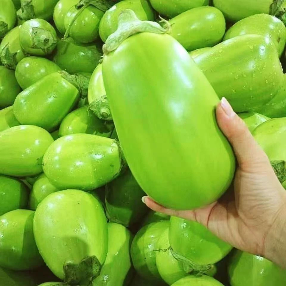 5斤装河南农家自种新鲜现摘青皮茄子鲜嫩可口炒菜佳选