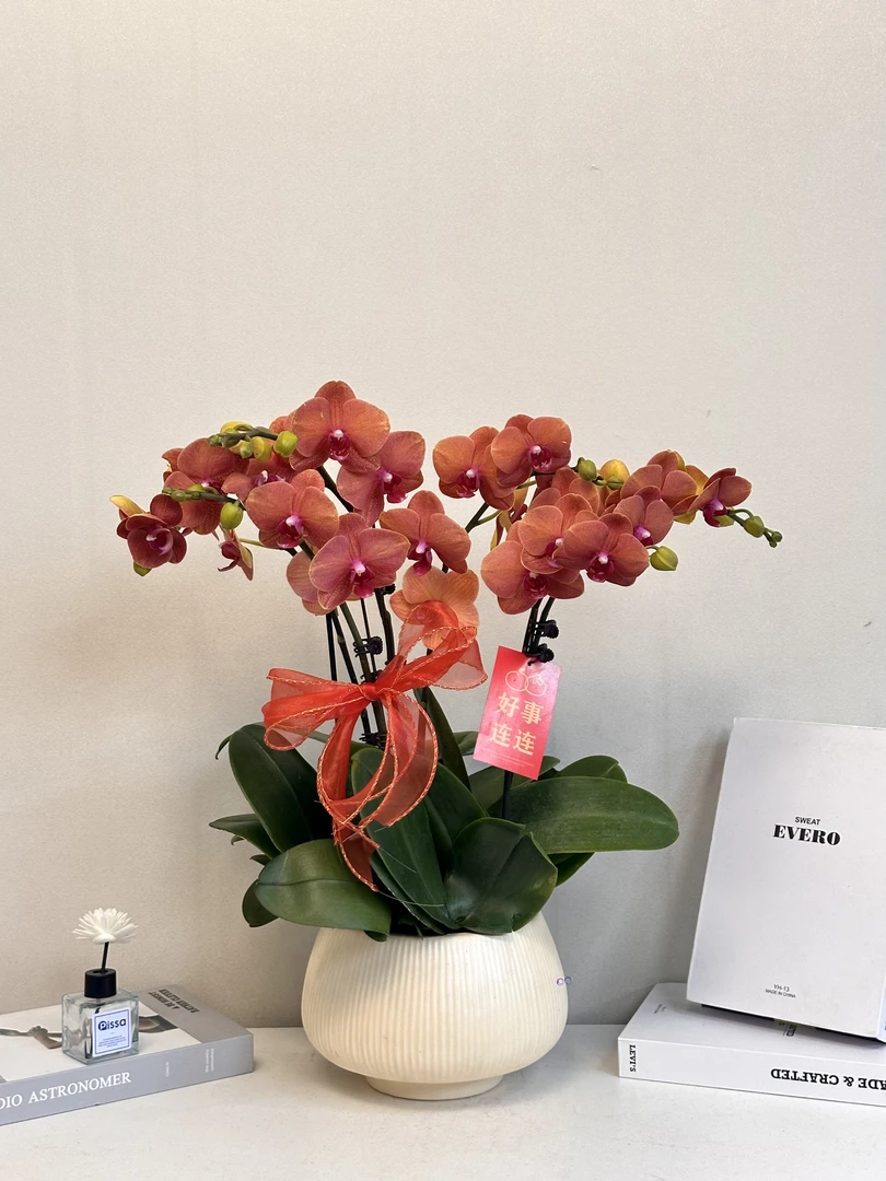 年宵花【金桔】大吉大利 送人送礼必备 过年居家首选 多样性发货