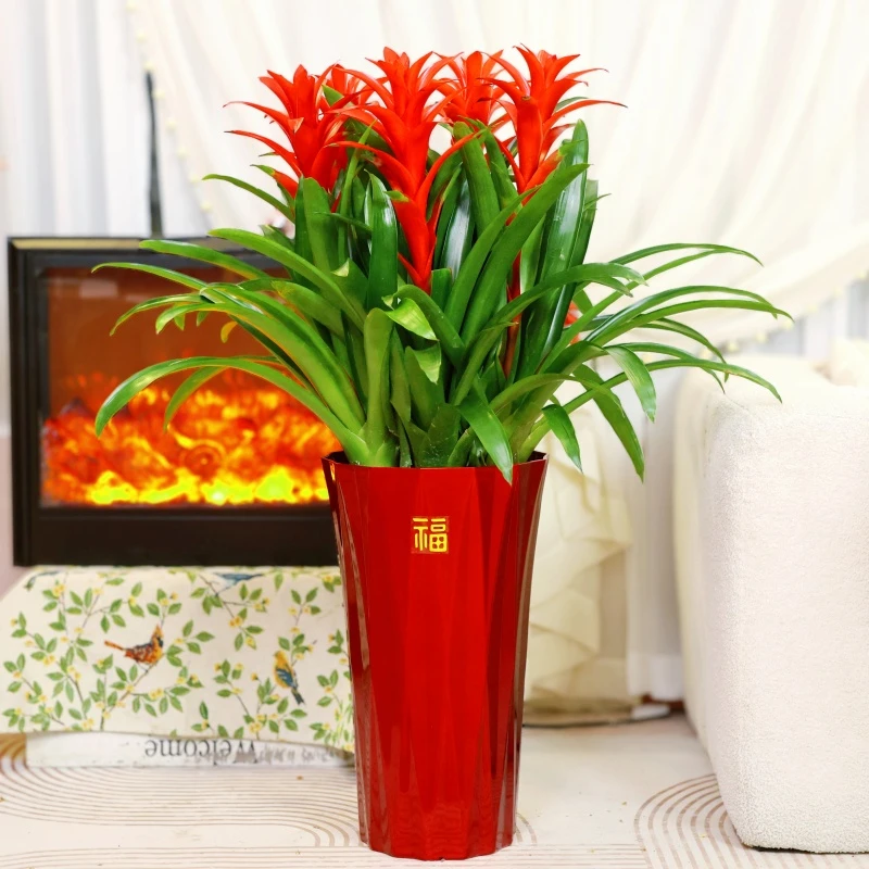 【加大加高5个花头鸿运当头】落地新款带5株苗盆栽花卉绿植