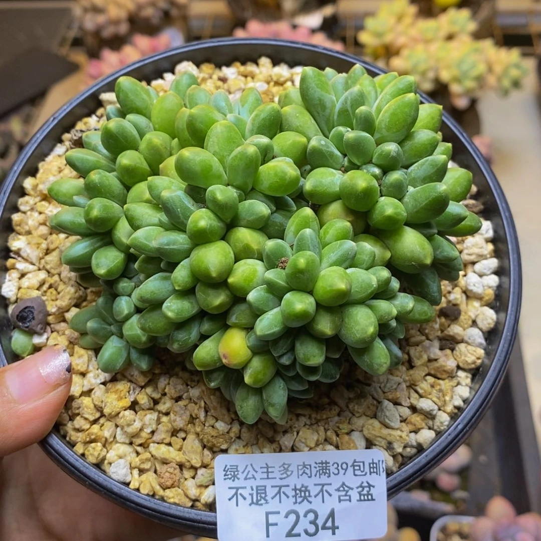 234香蕉树缀轻微掉叶