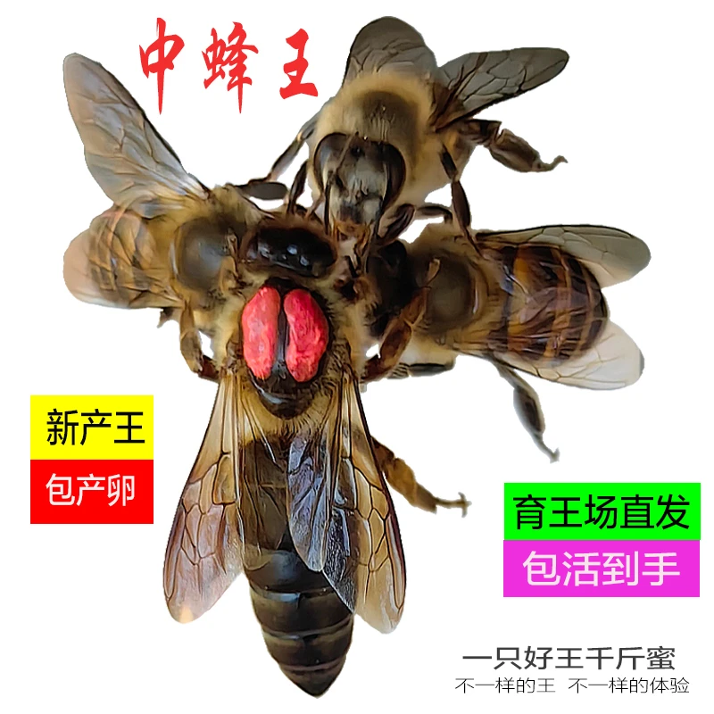 中蜂蜂王种王土蜂产卵王高产象一号山阿坝生产王蜜蜂活体开产新王