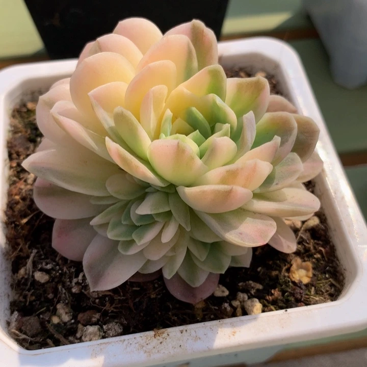 冰梅锦捧花锦上园艺一物一拍