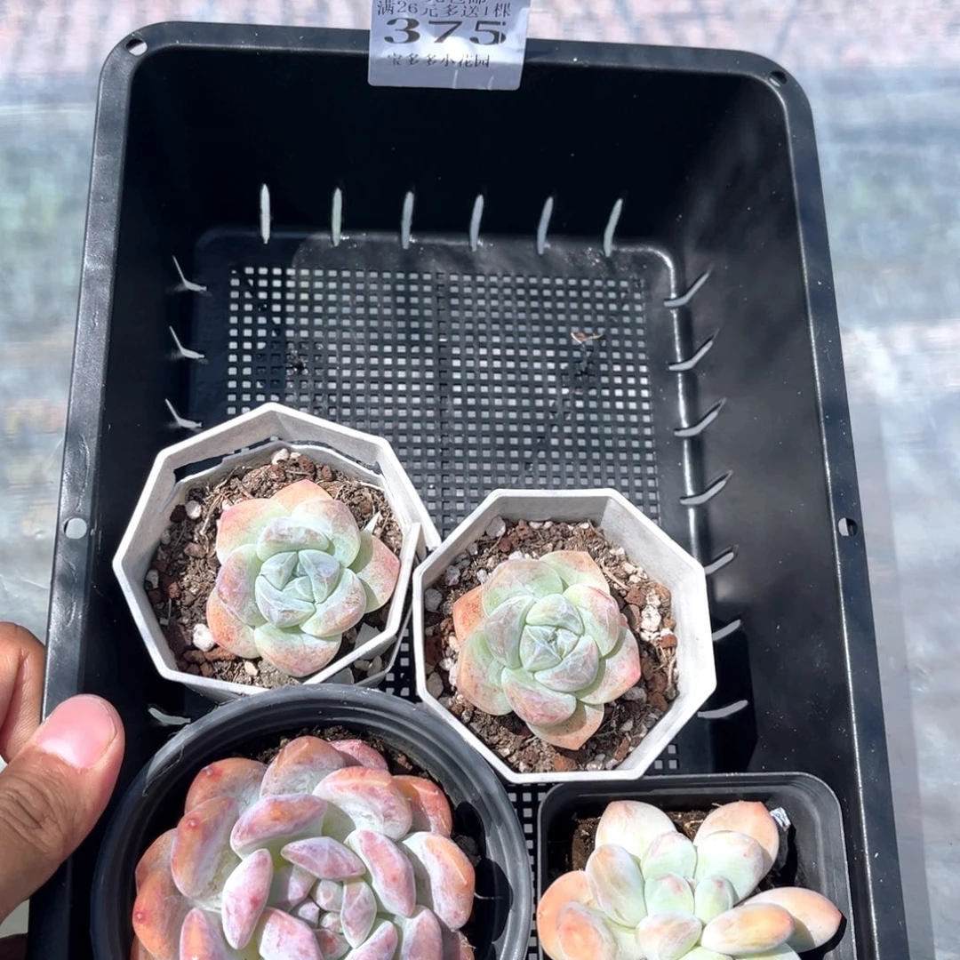 375号到手一筐一物一拍
